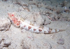 Synodontidae