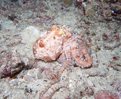 Callistoctopus ornatus