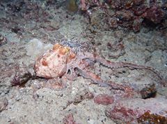 Callistoctopus ornatus