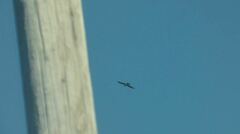 Ictinia mississippiensis