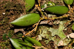 Dendrobium pugioniforme