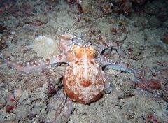 Callistoctopus ornatus