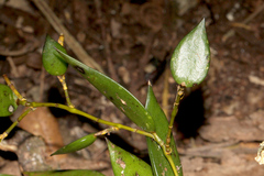 Dendrobium pugioniforme