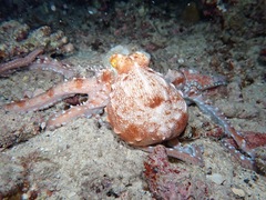 Callistoctopus ornatus