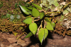 Dendrobium pugioniforme