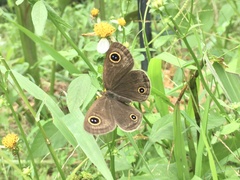 Ypthima multistriata