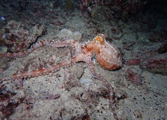 Callistoctopus ornatus