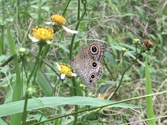 Ypthima multistriata
