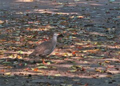 Pternistis natalensis