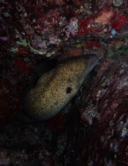 Gymnothorax flavimarginatus