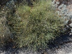 Bebbia juncea aspera