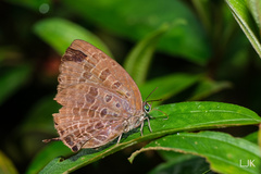 Arhopala athada
