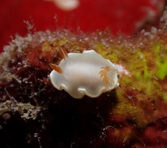 Ardeadoris angustolutea