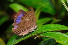 Arhopala athada