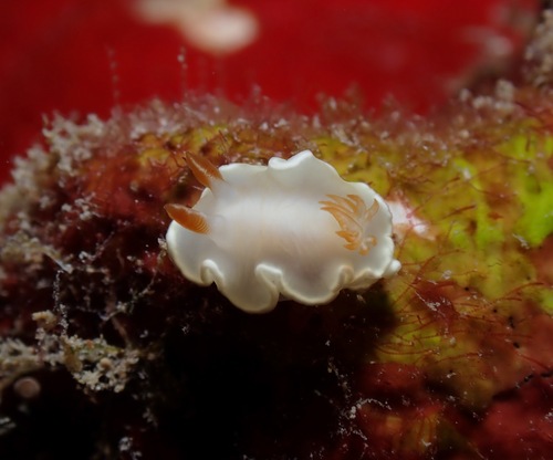 Yellow-margin Nudibranch