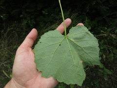 Vitis