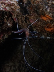 Stenopus pyrsonotus