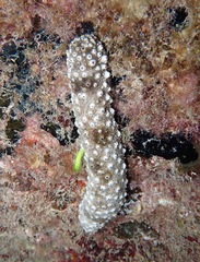 Holothuria fuscocinerea