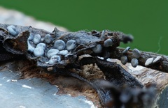 Diderma hemisphaericum