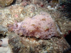 Dolabella auricularia
