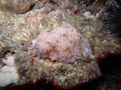 Dolabella auricularia