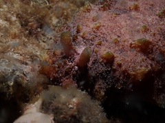 Dolabella auricularia
