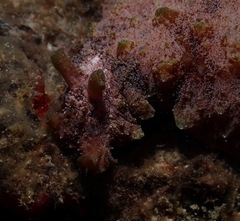 Dolabella auricularia