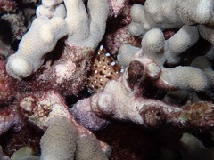 Enchelycore pardalis