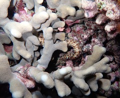 Enchelycore pardalis