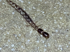 Raphidioptera