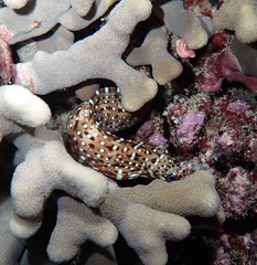 Enchelycore pardalis