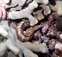 Enchelycore pardalis
