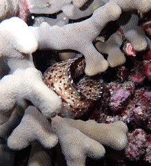 Enchelycore pardalis