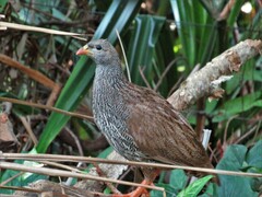 Pternistis natalensis