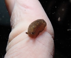 Dendrodoris nigra