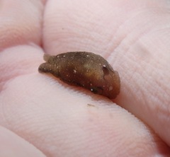 Dendrodoris nigra