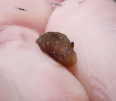 Dendrodoris nigra