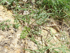 Apioideae