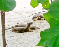 Lutrogale perspicillata