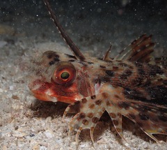 Dactyloptena orientalis