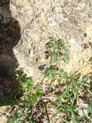 Apioideae