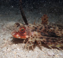Dactyloptena orientalis