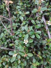 Cotoneaster dammeri