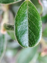 Cotoneaster dammeri