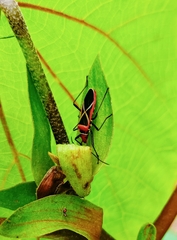 Dysdercus decussatus