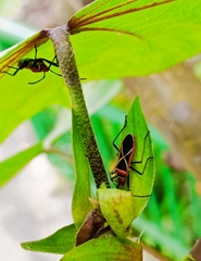 Dysdercus decussatus