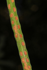 Dictymia brownii