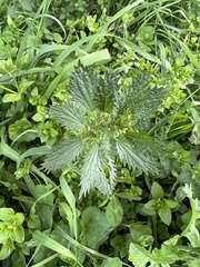 Urtica urens