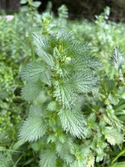 Urtica urens