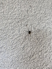 Lacinius dentiger